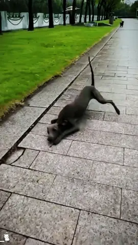 Dog brake failure#foryou #funny #capcut #funnydogvideos #dog 
