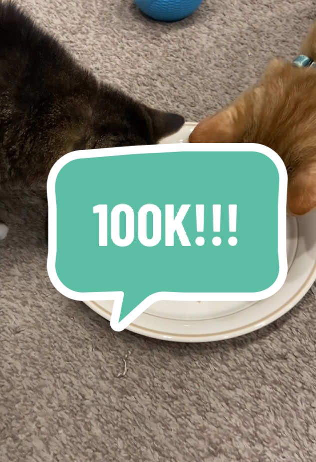 We hit 100,000 followers today! Thank you for loving Ethel! ❤️ #catsoftiktok #100k #churu #spinning #chonky #celebrate 