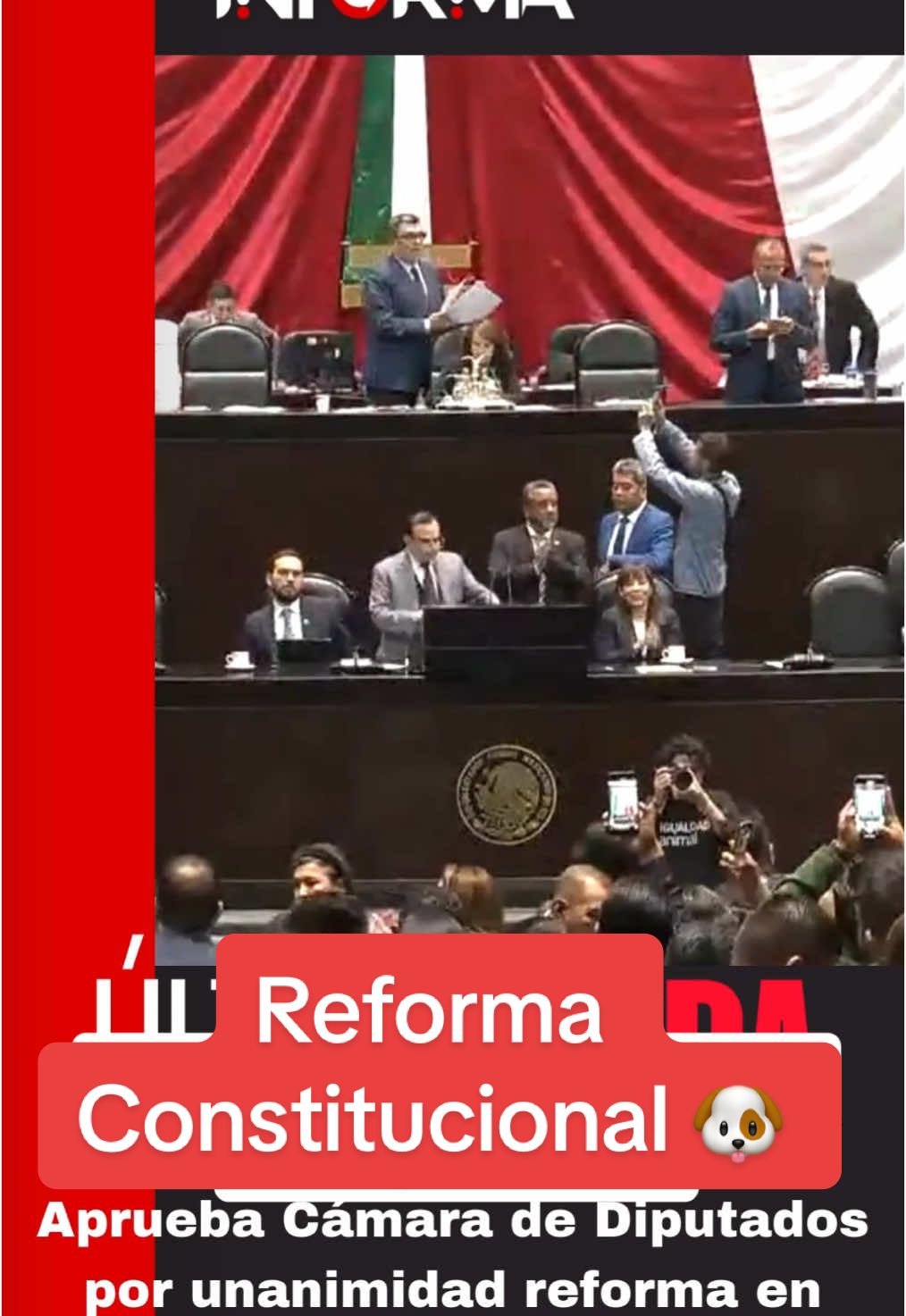 Hoy es un dia historico para México. Gracias diputados por hacer valer los derechos de los animales en Mexico.  #mexico #reforma #animales #dog #pets #Love