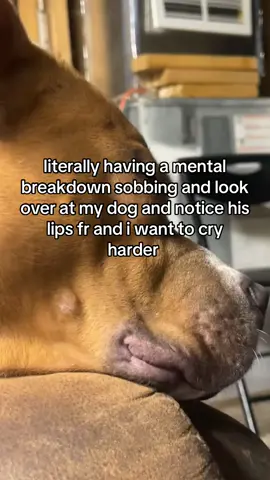 whats that one spongebob episode where the pickle gets stung by the jellyfish or something its giving that  #pitbull #pitbullsoftiktok #mentalbreakdowncheck #dogsofttiktok 