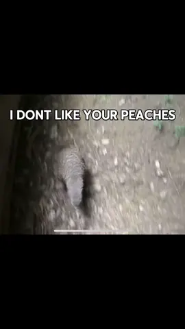 KIWI!!! #fyp #fyp #fyp #kiwi #fyp #kiwi #fyp #kiwi #kiwi #fyp #fyp #fyp #fyp #fyp #fyp #kiwi #bird #kiwibird #idontlikeyourpeaches #banana #kiwianimal #makemefamous #makethisviral #fyp #fyp #fyp #fyp #fyp #fyp #kiwi #fyp #fyp #fyp #fyp #trend #animal #animaltrend #fyp 