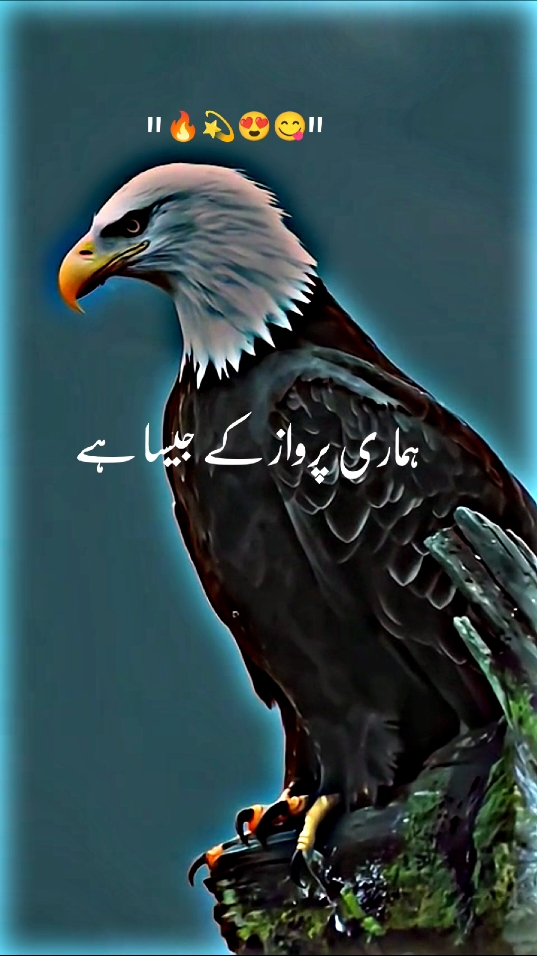 ہمارا انداز بھی ہمارے پرواز کے جیسا ہے جب بھی دیکھو بلند دیکھو 🔥 #foryoupage #🖇️✨🥀💔# #standwithkashmir #fyp #a #500k#poetrystatus #viralmyvideoplztiktok #whatsappstatus #goviral#NotYourAffan#500k