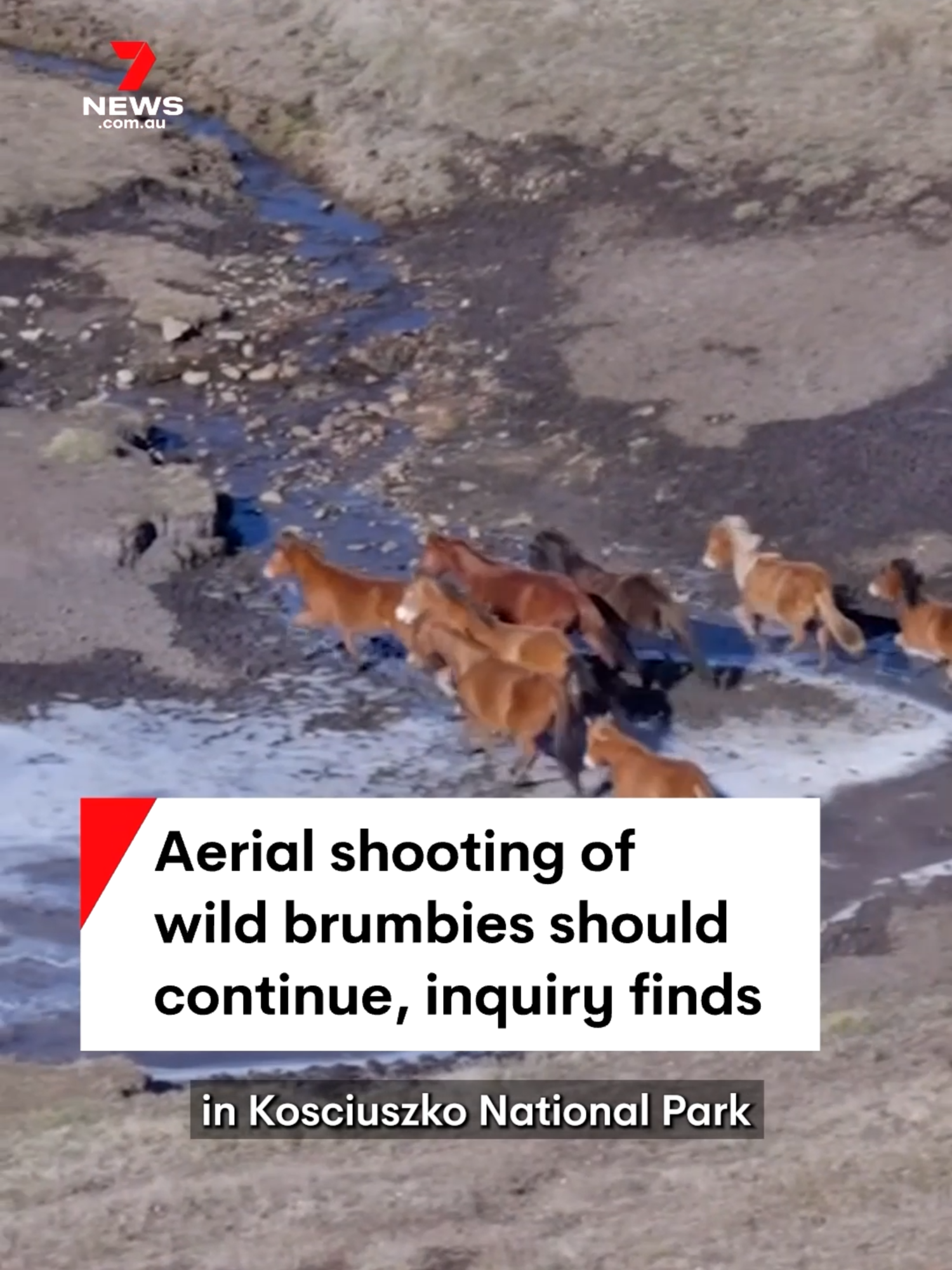 The aerial shooting of brumbies is needed to protect the natural environment in Kosciuszko National Park, a NSW upper house inquiry has found. #brumby #brumbies #horse #horses #wildhorses #kosiuszko #kosciuszkonationalpark #nationalpark #wildlife #nature #nswpol #7NEWS