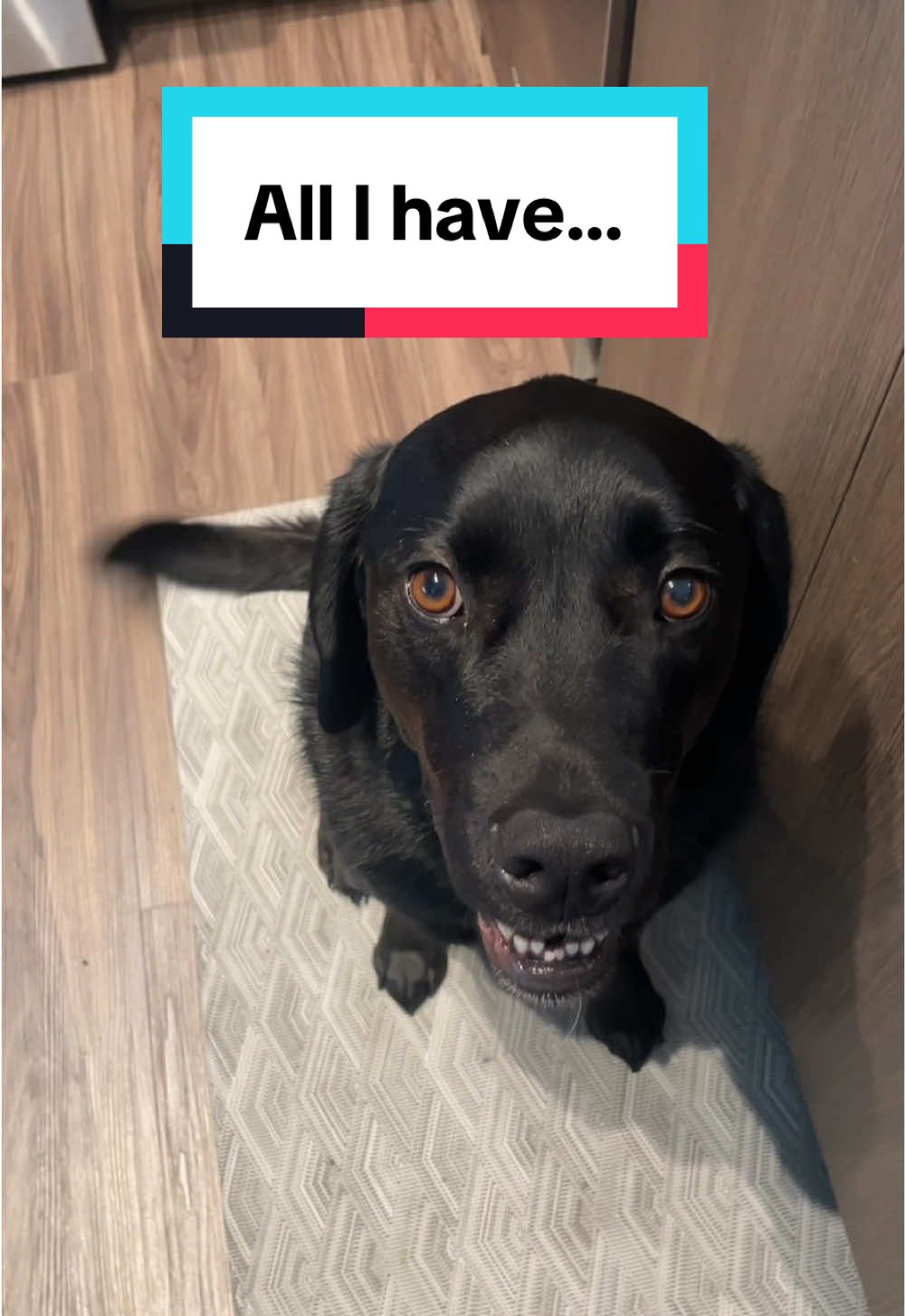 Is this enough? #blacklab #labmix #labradorretriever #lablove #dogsoftiktok 