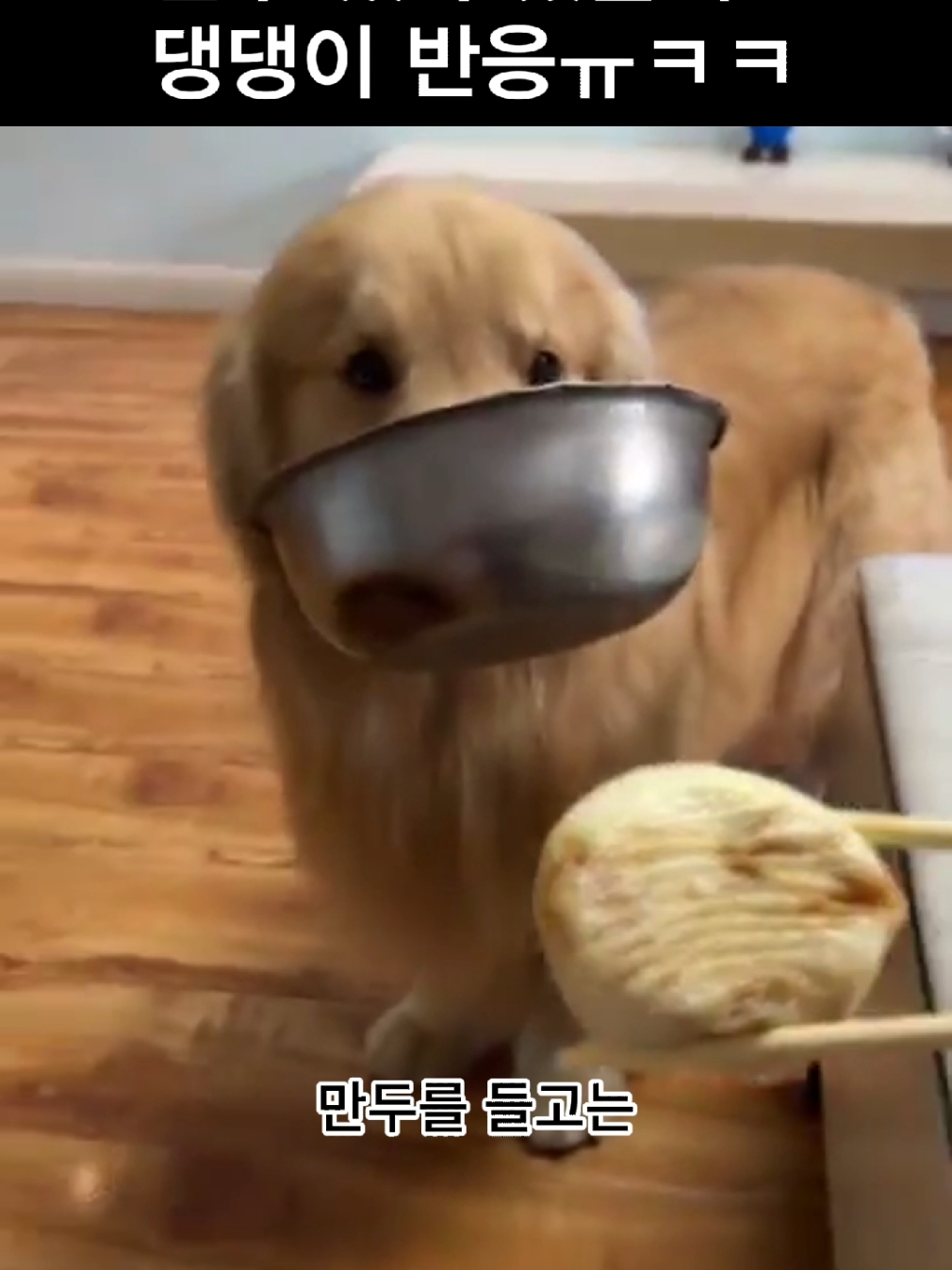 만두 줬다 뺐을때 댕댕이 반응ㅠㅋㅋ