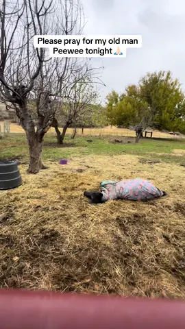 Please say a little pray for my old man PeeWee! I found him like this at dinner time, I couldn’t get him up 🙏🏻#paizleysponies #paintedponiesranch #ranchlife #horselife #horsesoftiktok #minihorse #ponies #ill #colic #laminitis #sore #pray #prayer #prayersneeded #🙏🏻 #🙏🏻🙏🏻 #animalsoftiktok #pets #horses #minihorses #poniesoftiktok #horse #horsegirl #farm #ranchlife 