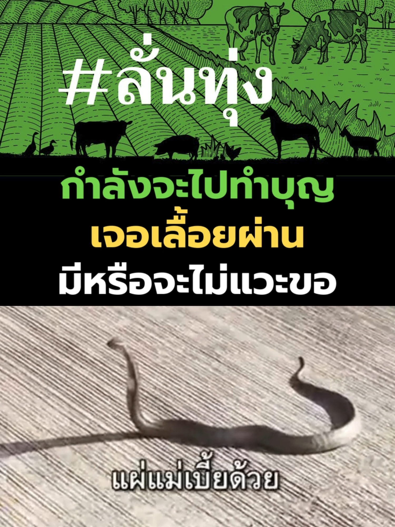 #ลั่นทุ่ง #ความเชื่อ #ความเชื่อส่วนบุคคล #โชคลาภ #โชคดี #หวย #เลขเด็ดเข้าทุกงวด #ข่าวtiktok #กระแสมาแรง