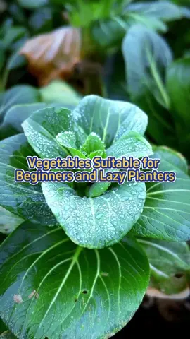 #garden #gardening #planting #farming #vegetables #vegetablegarden #agriculture #beginnergardener #gardeningtips #gardening101 #lazygardener 