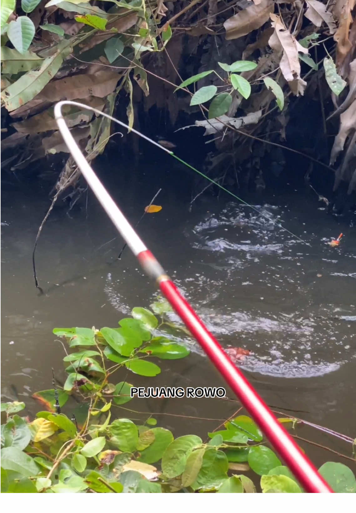 Ganas banget #pejuangrowo #youtubepejuangrowo #mancing #fyp #fypシ #fypage #fypシ゚viral 