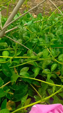 dahon ng alugbati ❤️  #malabarspinach