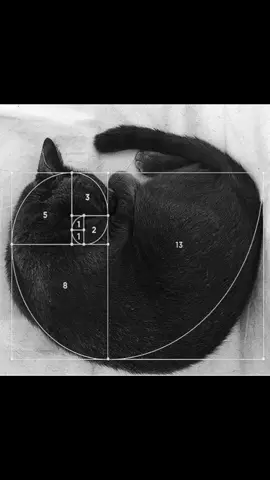 Fibonacci theory #fibonacci #targetaudience #art #spiral #aesthetic #nature #god #foryoupage 