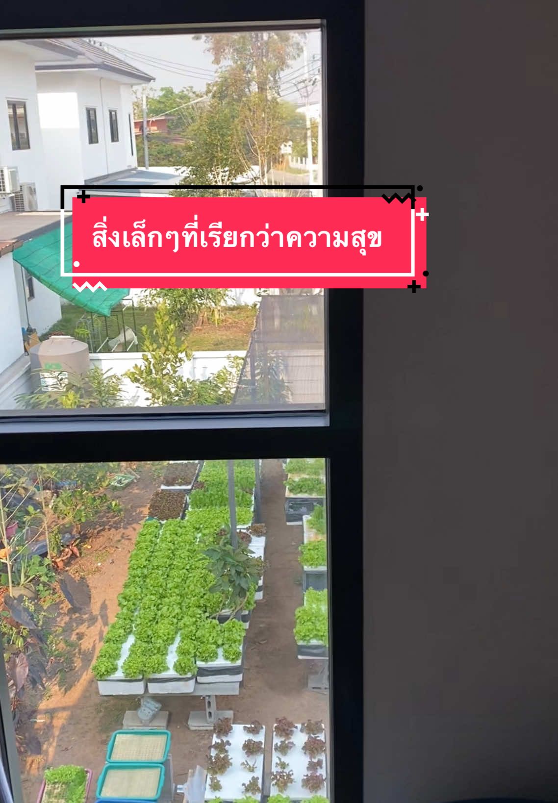 ความสุขสร้างได้ง่ายๆที่บ้านเรา #homeเกษตรbymook #ผักไฮโดรโปรนิกส์ #เมล็ดพันธุ์ผัก #ผักสลัด 