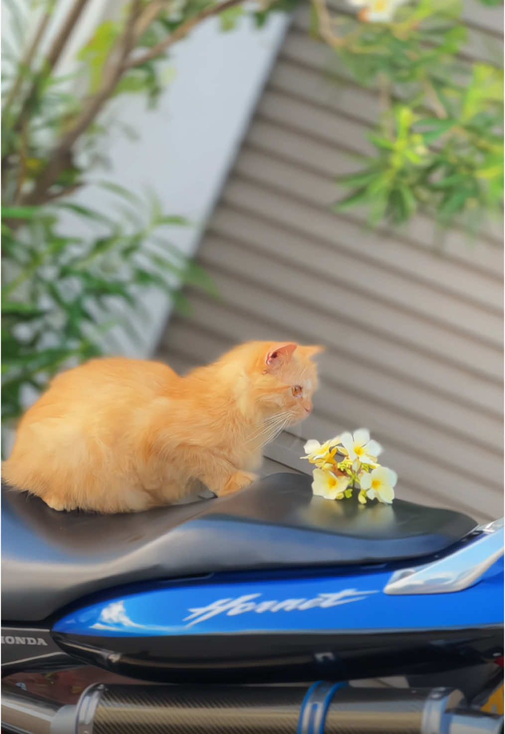 𝑯𝒆𝒚 𝑴𝒊𝒏𝒏𝒂𝒍𝒆 😻💙🫶🏻 . . . . #meow #pasian #cute #cat #honda #hornet #250 #hondamotorcycle #14promax #fyp #fypage #viral #goviral #trending #views #tiktok #capcut #A💞W