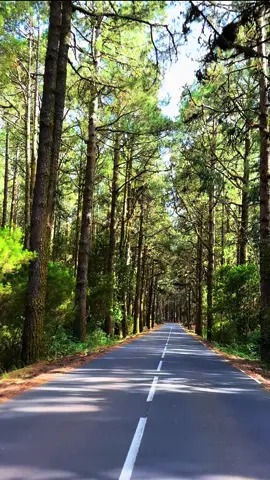 Carreteras en el bosque, donde la luz se filtra suave entre árboles antiguos. Tonos marrones acompañan el viaje, mientras el sol dibuja sus rayos sobre el asfalto. Un sendero que respira calma y misterio. #arboles #caminos #bosque #montaña #circularentrearboles 