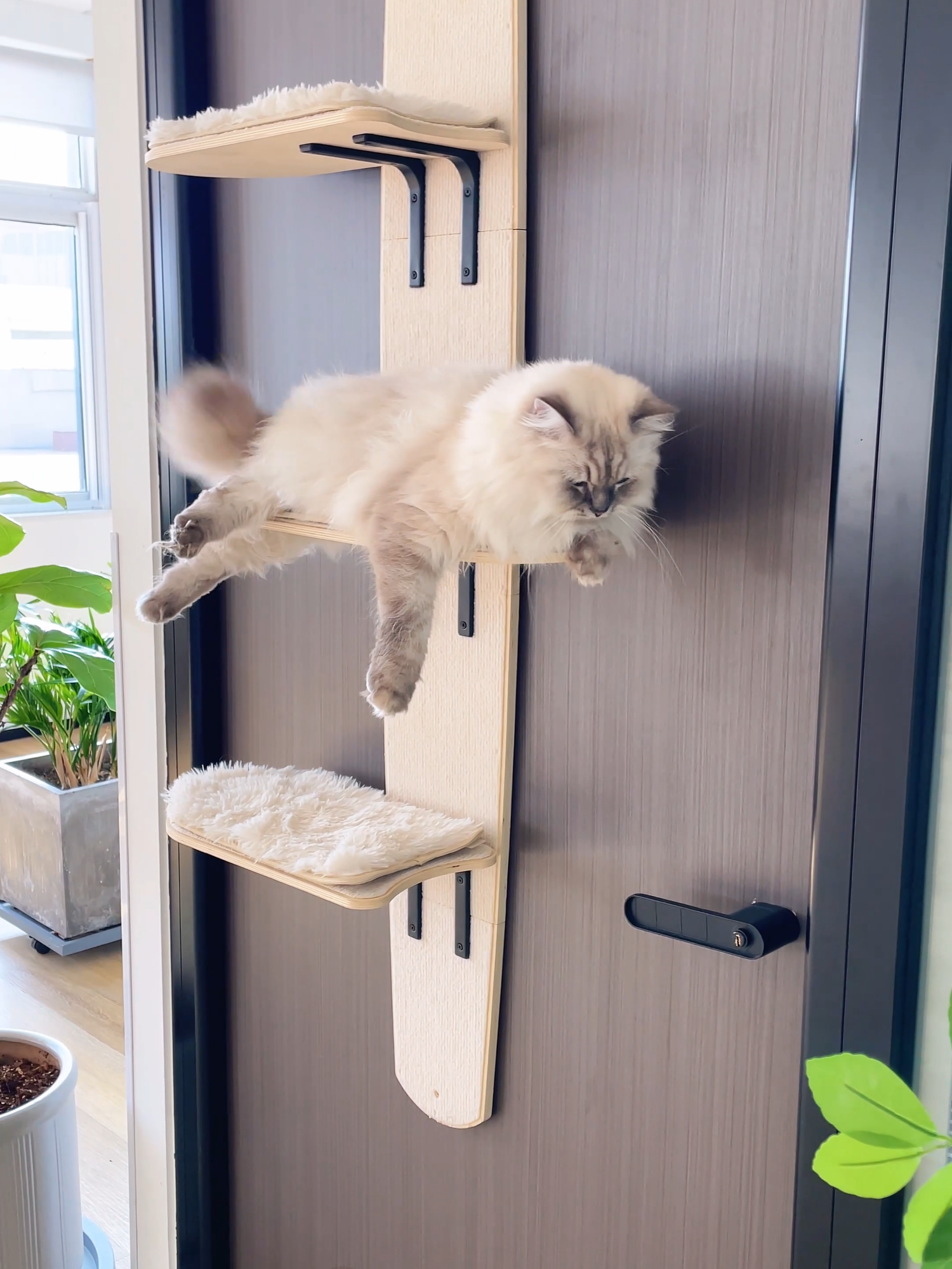 Create the Perfect Climbing Space for Your Cat with a Door Hanging Cat Shelf! #tiktokshopblackfriday #cattok #mewoofun #cattree #catlover #fypシ゚viral