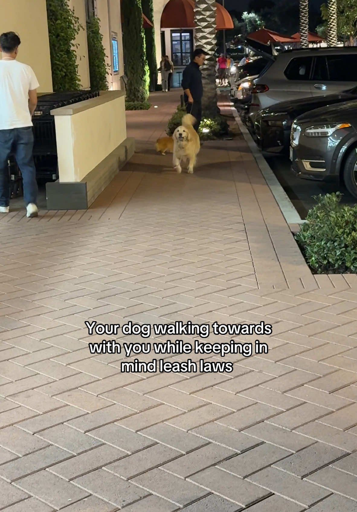 10/10 good canine citizen ⭐️#goldenretriever #bestboy #selfwalkingdog 