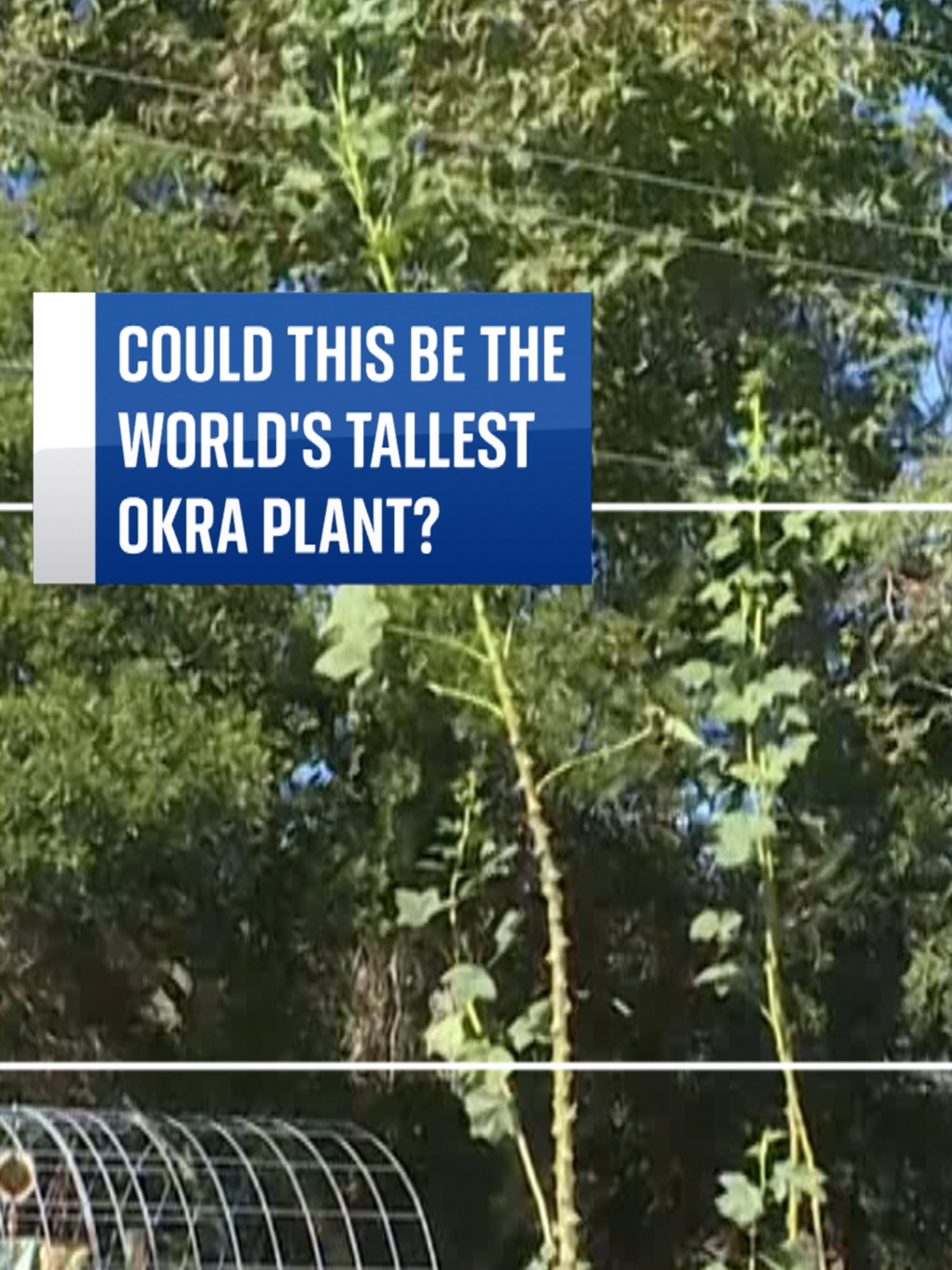 Is this the tallest #okra #plant EVER? It's the work of a #gardener in #NorthCarolina in the #UnitedStates.