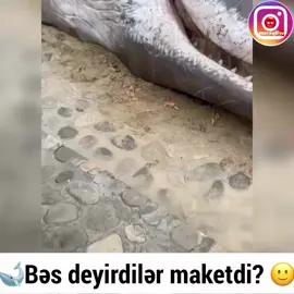 #fyp 