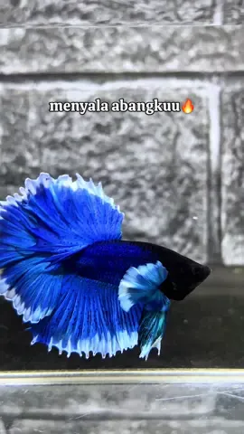 halfmoon dumbo ear blue butterfly💕 #cupanghias #dumboear #bettafish #fyp #foryoupageofficiall 