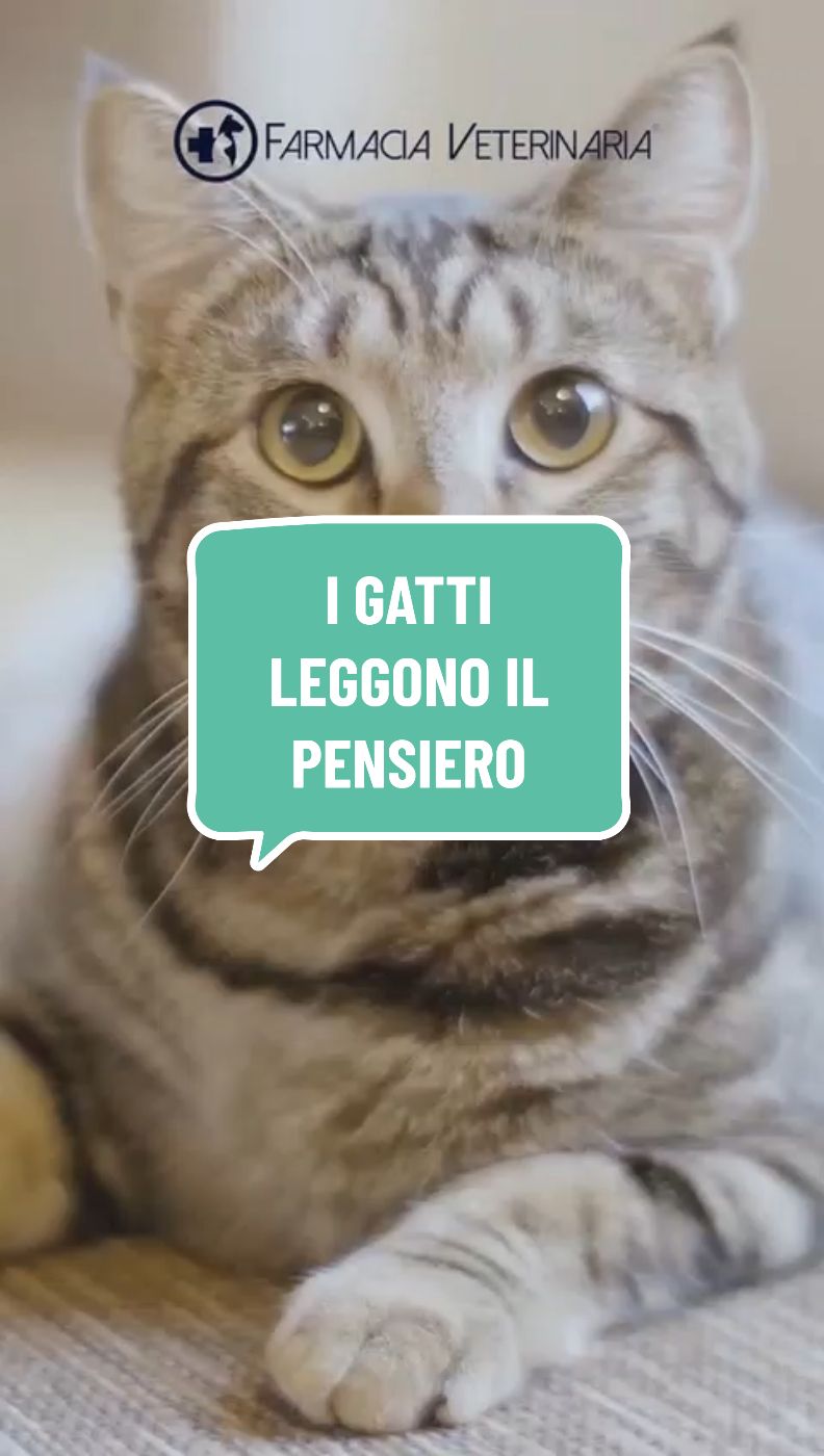 I gatti leggono il pensiero! #felinos #gattiditiktok #mici #micio 