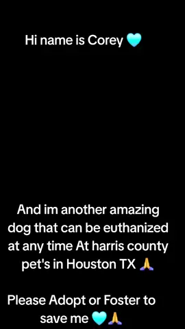 Corey is urgent  #A627923 .           Please Apply @Rescue Dog Army @savinghoustonspets #rescue #foster #adopt .                Corey is located at Harris county pet's in Houston TX.                   Out of state adoption is possible. 
