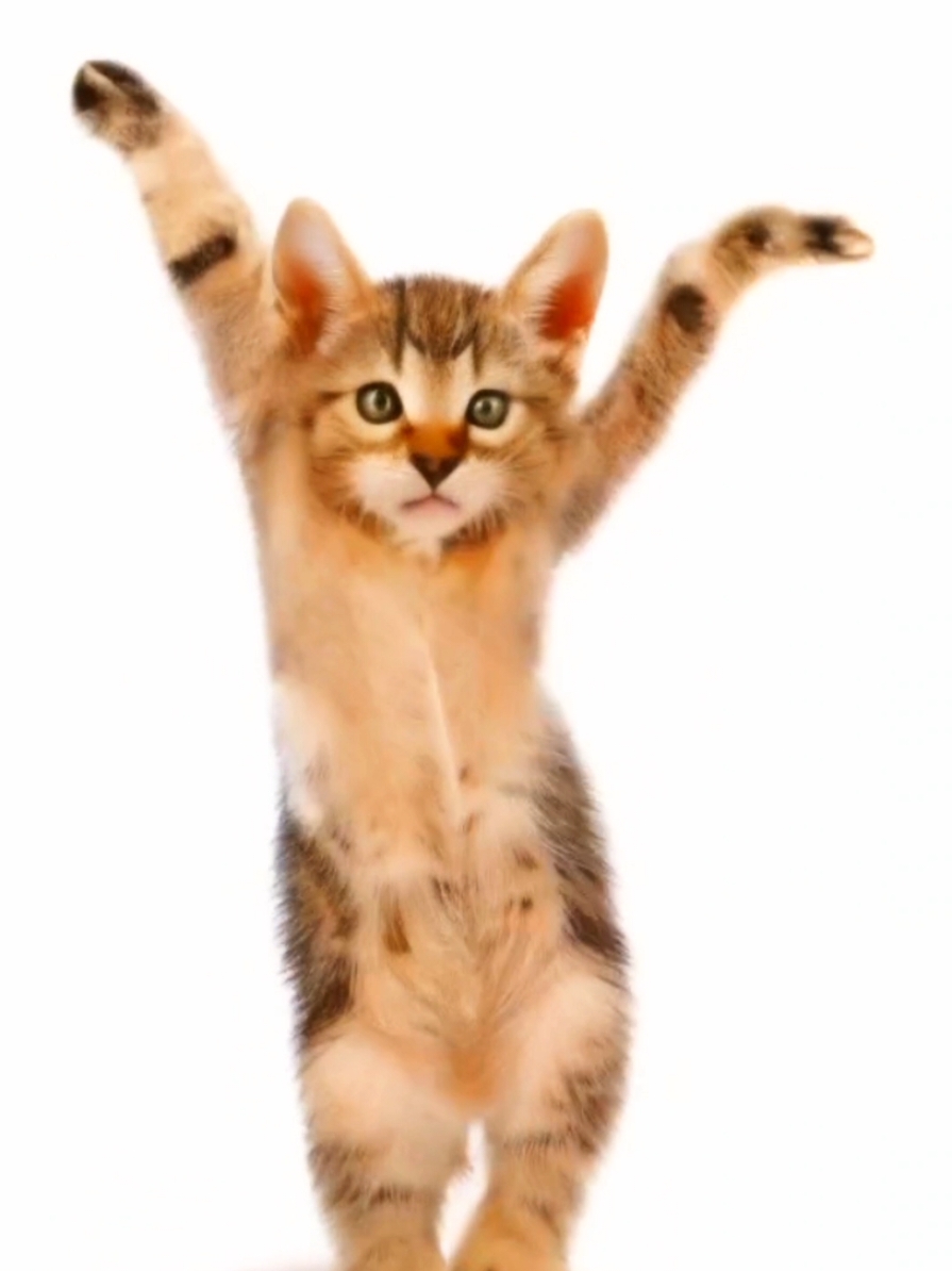 funny cat  #petdance #pet_dance_trend  #trending #catdance #dance