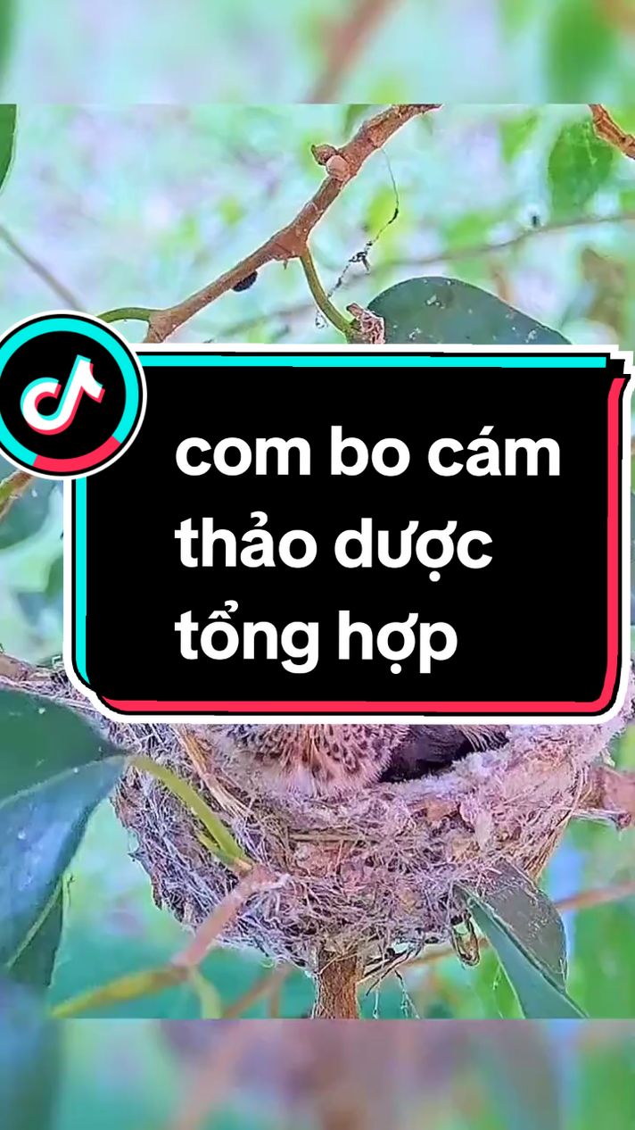 mua cám cho chim ở đây #datluong #shopcamchimcacloai 