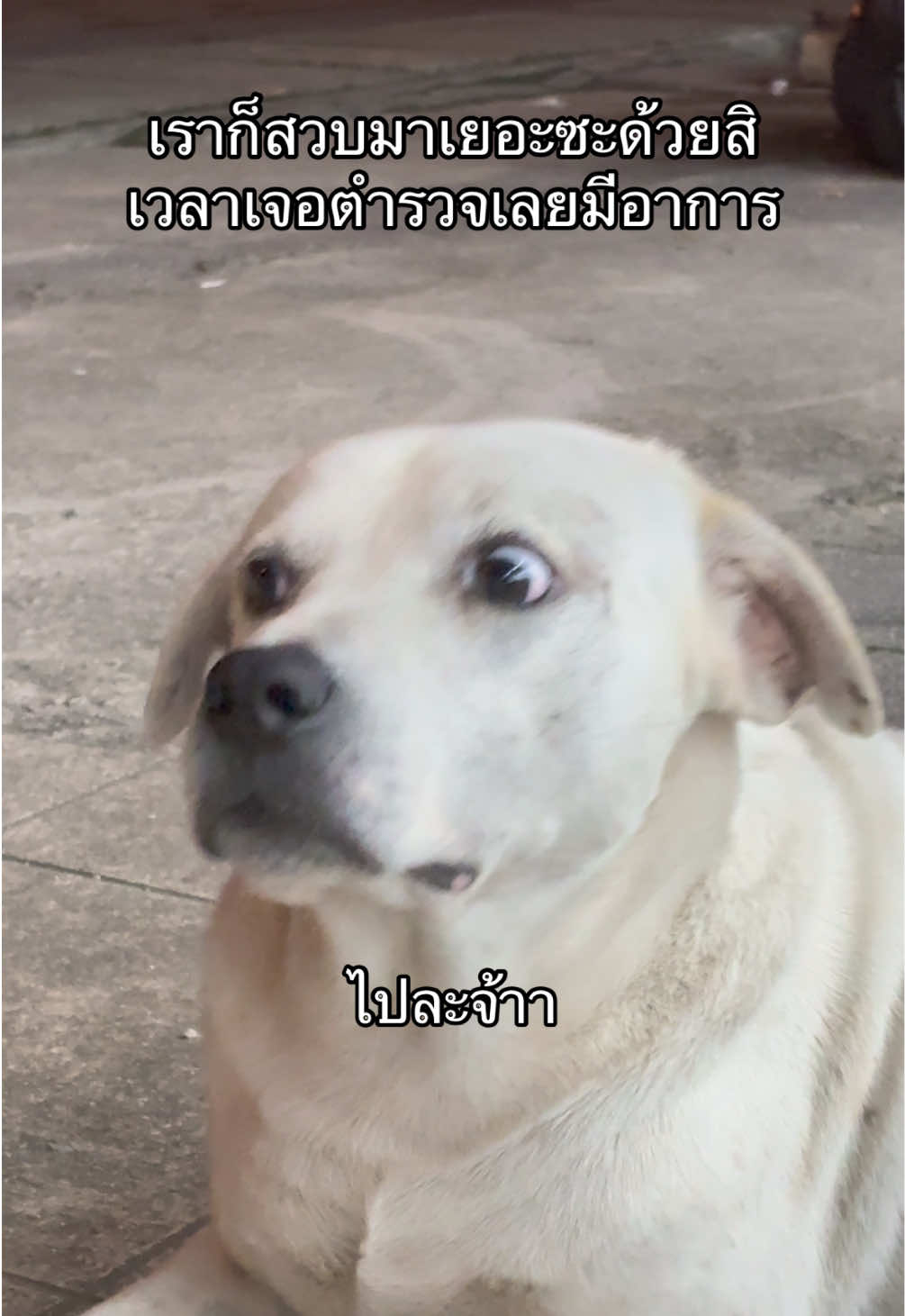 ทำปากจือ สายตาเลิ่กลั่ก 🤣 #dog #สุนัข #หมาจรก็มีหัวใจ #dogsoftiktok #สวนสัตว์tiktok #ชิหมาเซเว่น #fyp