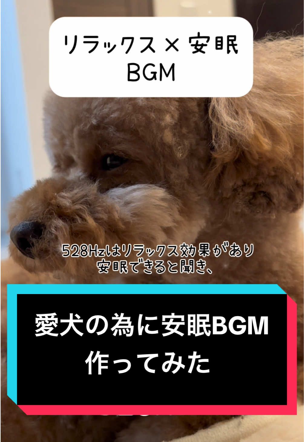 愛犬は寝たけど安眠できてるかな #犬寝る音楽 #犬がぬね音楽 #犬 #dog #安眠BGM