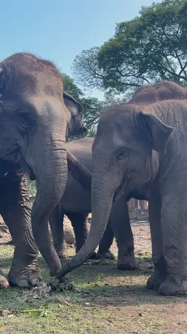 When an elephant family calls to gather, their vocalizations resonate with an intriguing range of tones and depth of sonic vibrations, each communicating a unique message, understood by them alone. Although we can only ponder the details of their conversation, we can surely sense the love and connection that they share. เสียงสนทนาในของครอบครัวช้าง เวลาที่ครอบครัวช้างเรียกรวมกลุ่มกัน  พวกเขาจะส่งเสียงเรียก สื่อสารถึงครอบครัวของพวกเขา ในบทสนทนาของพวกเขา เราจะได้ยินเสียงในหลายระดับแตกต่างโทนเสียงกันไป ถึงแม้ว่าไม่อาจเข้าใจได้ว่าพวกเขาพูดอะไรกัน แต่ก็สัมผัสได้ถึงความสัมพันธ์และความรักระหว่างพวกเขาค่ะ #ElephantNaturePark  #SaveElephantFoundation  #มูลนิธิอนุรักษ์ช้างและสิ่งแวดล้อม #tiktok 