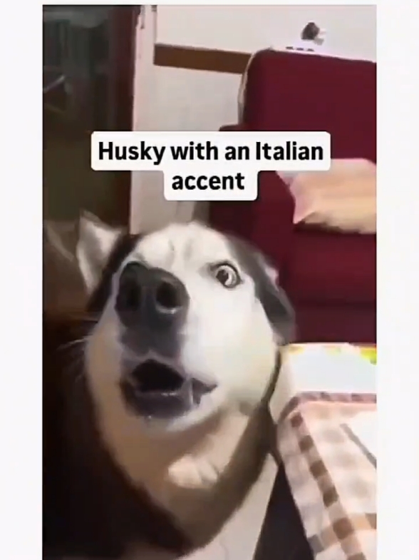 Funny and cute dogs compilation 🤣🐕...#funnydog #funnypet #cutedog #dogsoftiktok #dog 