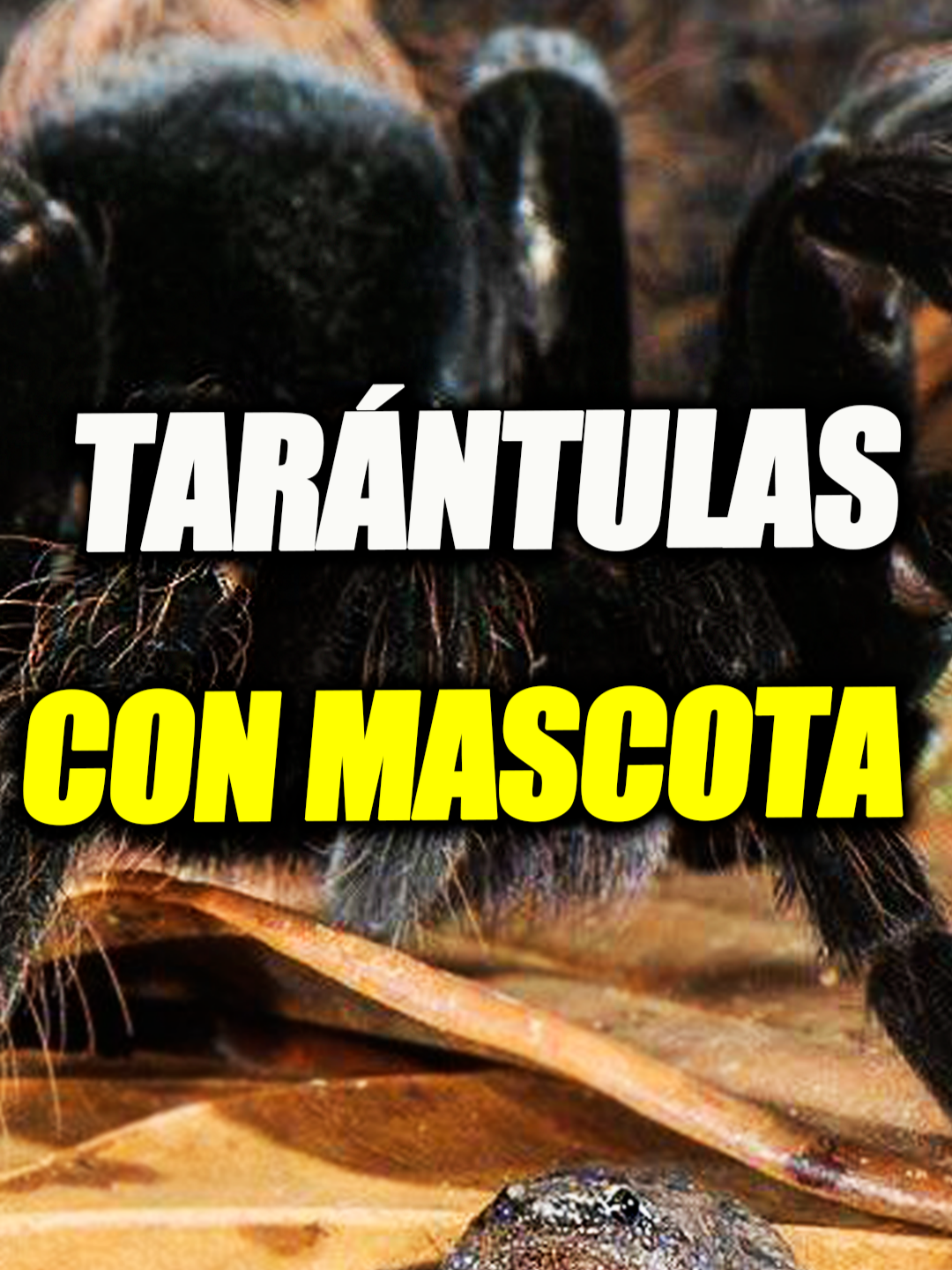 🕷️Tarantulas con Ranas🐸 #animales #sabiasque #ciencia #mariodewonder #biologia