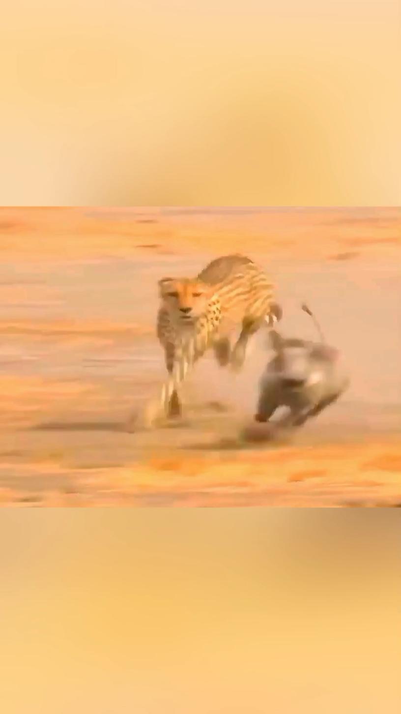 Mr. Kasongo V16 turbo engine competes in speed with the king of speed and the ending...🤣 #warthog #warthogs #kasongo #cheetah #kingofspeed #animals #animal #animalsoftiktok #tiktokanimals #animalworld #animalplanet #animalvideos #wildanimals #wildlife #wildlifephotography #predator #prey 