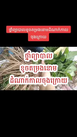 #ថ្នាំព្យាបាលខូចតម្រងនោមដំណាក់កាលចុងក្រោយ