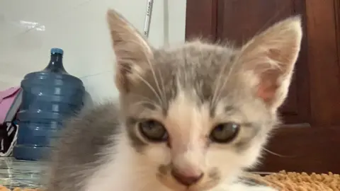 #abuvulkanik #kucing