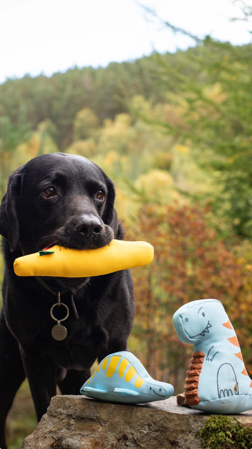 Denzel is off on a new adventure! Will you join him? 🦕🌳 @Beco_pets are donating £1 from every Dino-Paws toy sold directly from becopets.com* until 2nd December to Plant One Cornwall, to help their mission in restoring some of the UK’s remaining temperate rainforests. Did you know the UK was once largely made up of these temperate rainforests? Sadly, now only 2% remain, and yet they’re vital in the fight against the global climate crisis. To help in the mission, you can use Denzel’s code: DINODENZEL to get 20% off your new dino friends! *£1 donation is made from Dino-Paws toys you buy ONLY from the becopets.com website. **Discount offer and delivery of Beco Pets products is available to UK customers only