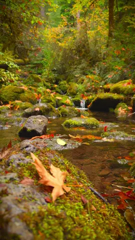 Absorbing the peacefulness of this beautiful creek on an incredible fall day, surrounded by the rich colors of autumn and the gentle flow of water 😌 #nature #Outdoors #cinematic #calm #creek 