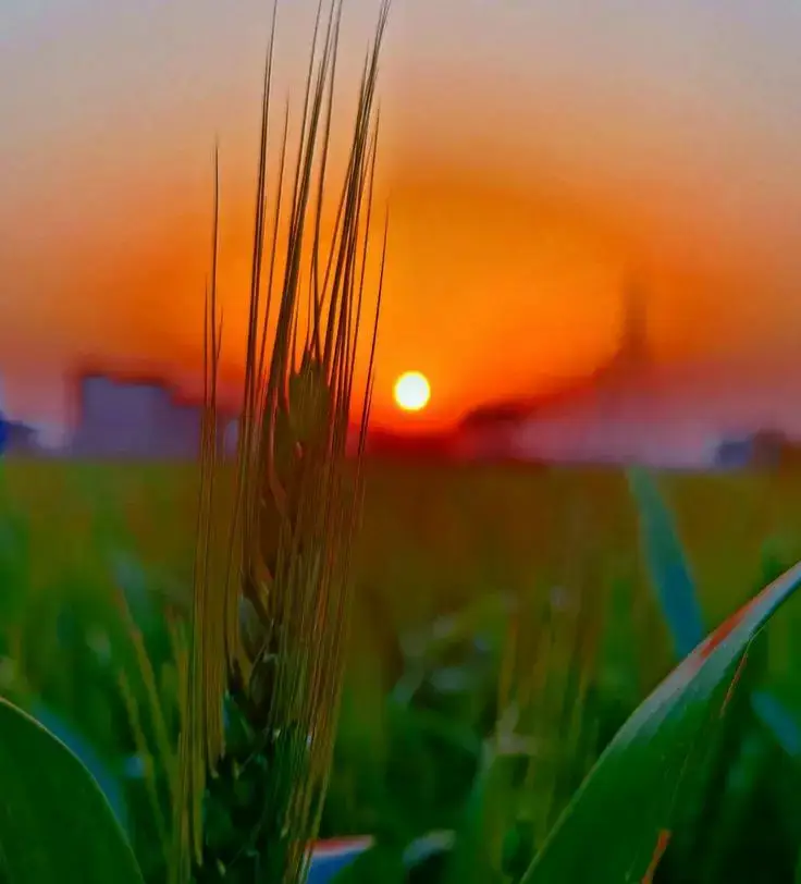 দুঃখ দিলে,,, প্রেম দিলে না,,,! ✨🌸