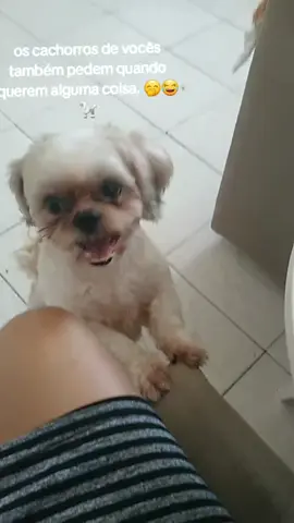 tedy shitzu querendo biscoito 🤭😂  #shitzu  #shitzubrasil #shitzlove #vaiprafy #tik_tok #foryou #mydog 