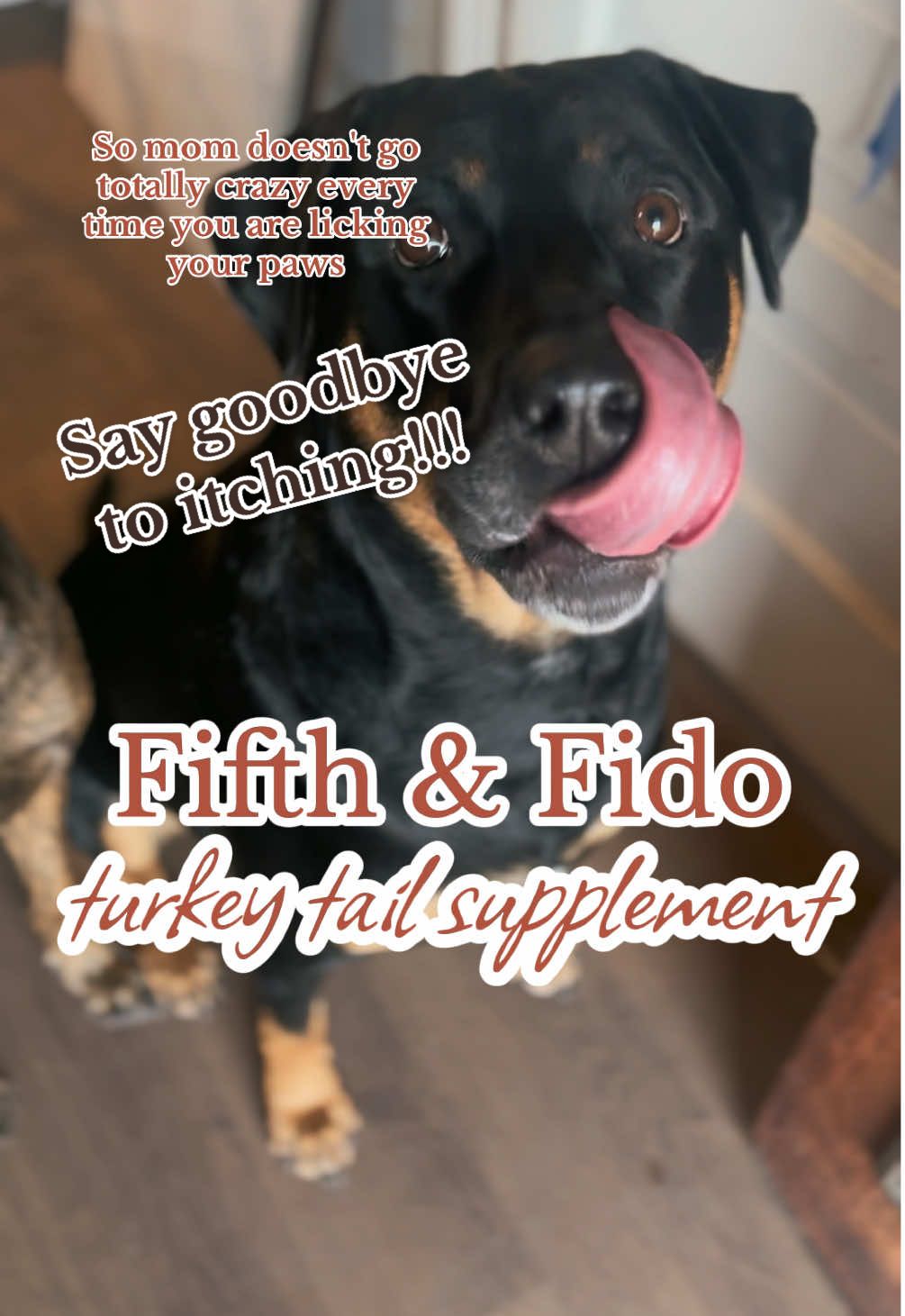 No itching no more @Fifth & Fido #turkeytailsupplement #mushroom #probiotics #prebiotics #dogprobiotic #dogsofttiktok #fyp #falldealsforyou #tiktokshopblackfriday #blackfriday #cybermonday #sale #dealsforyoudays #mushroomsupplements #dogsupplements #doghealth #dogwellness #dognutrition #doginfluencer 