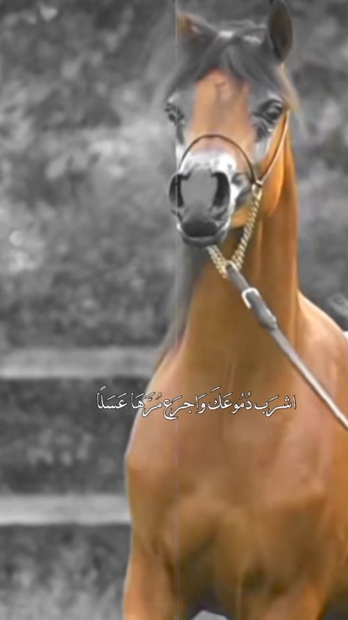 #CapCut لا اليأس ثوبي ولا الاحزان تكسرني#عشق_الخيل_ادمان #لا_اليأس_ثوبي_ولا_الاحزان_تهزمني #خيل #خيل_وخياله🐎 #خيل_عربي_اصيل #حصان #فرس #شعر #قصيد #خيل_فخمه🐎 #قوالب_كاب_كات #كاب_كات #fyp #viral #اكسبلور #اكسبلورexplore 