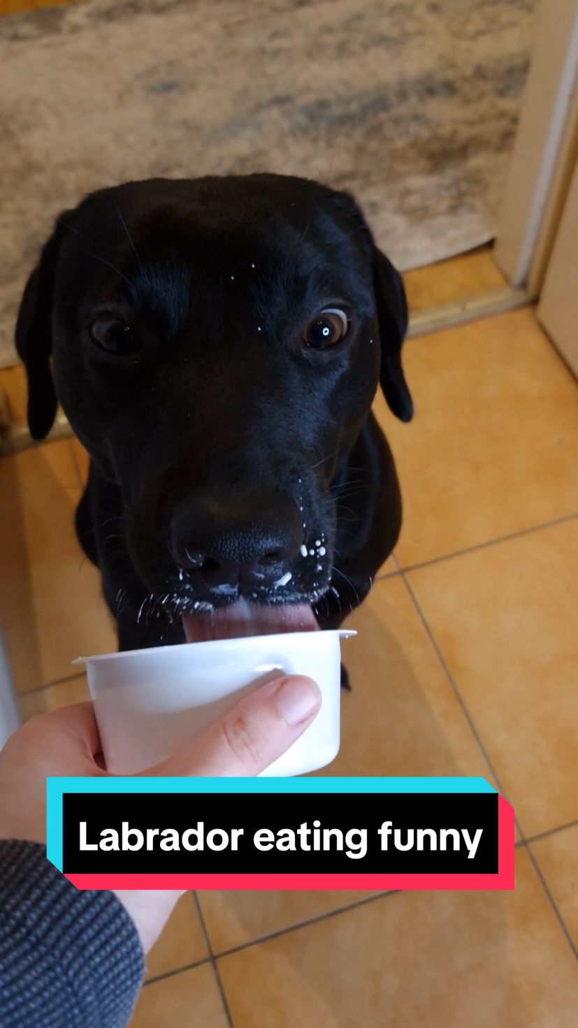 Hungry labrador eating yogurt funny • We have to teach him to eat without making a mess😂  #labradorretriever #hungrydog #funnydog #blackdogsoftiktok #dogsoftiktok 