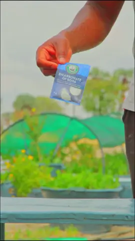 Treating my curly tomato leaves and brown spots with a mix of bicarbonate of soda, dishwashing liquid soap and water 🤙 #palmshadegarden #organicgardening #foryou #homegarden #gardeningtips #gardening 