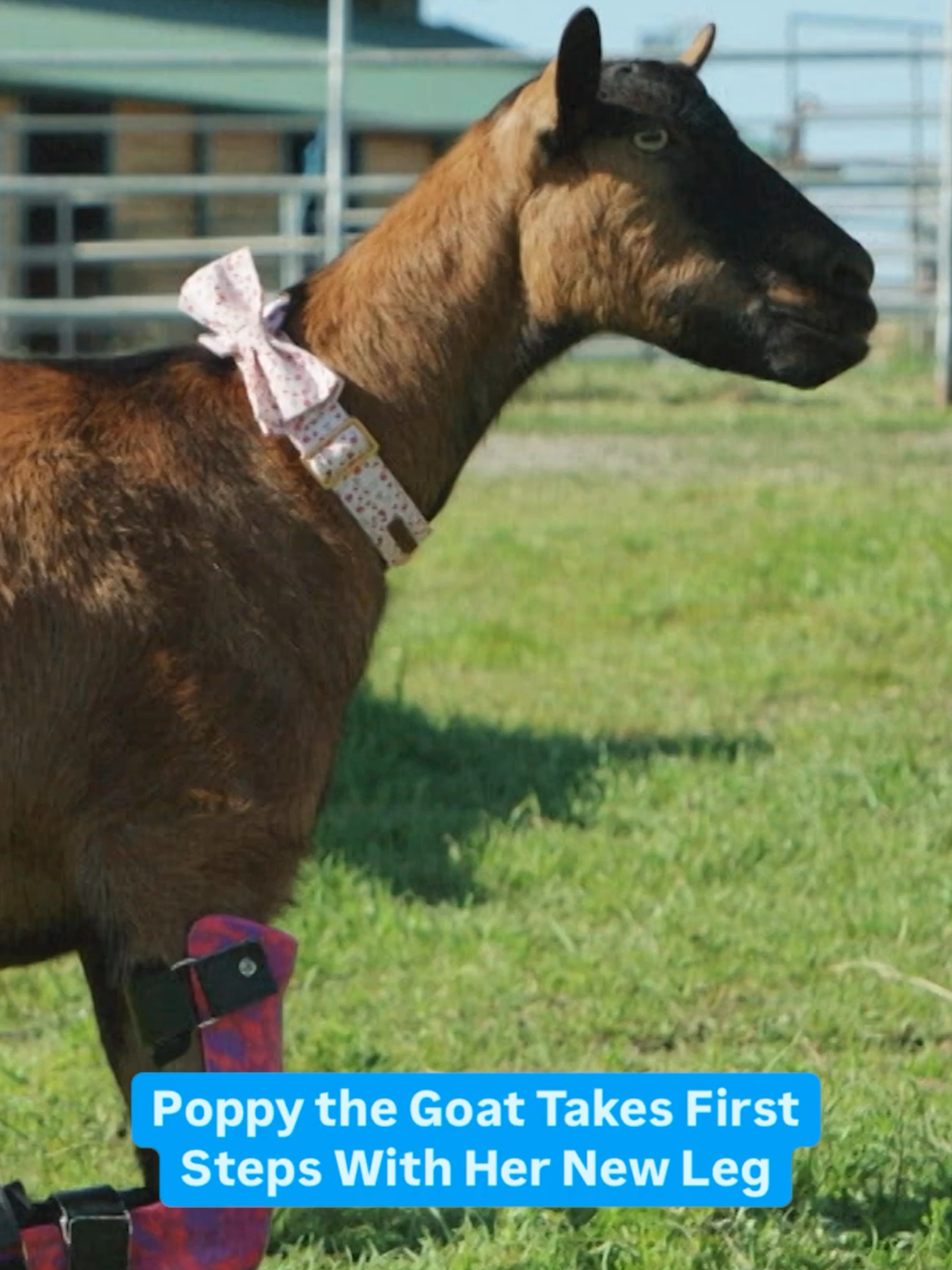 Unbelievable progress! 🌟 Poppy the goat is taking her first steps! 🐐 From barely able to stand to walking confidently, she's showing us all that miracles are real. 💖 #WizardofPaws #BYUtv #Goat