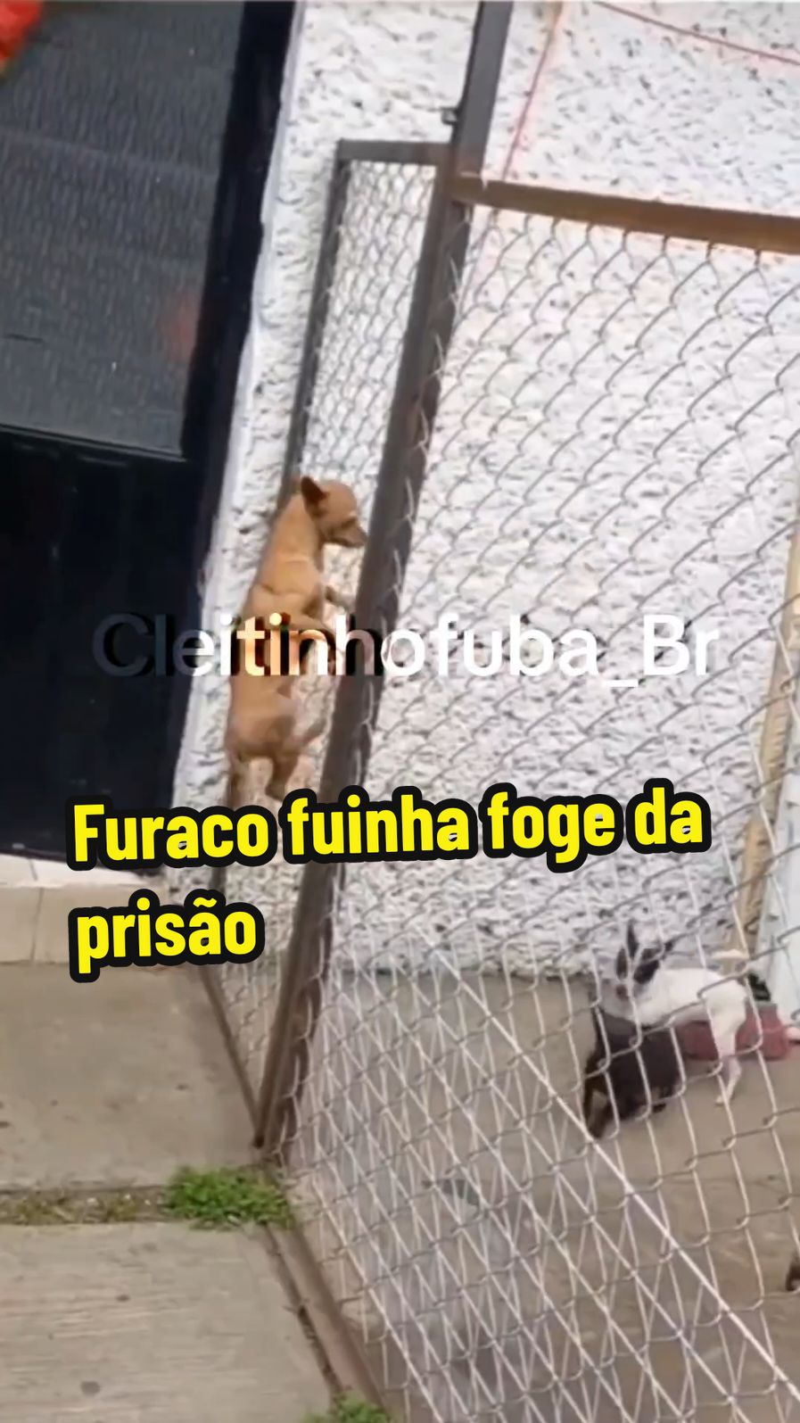 Furaco fuinha foge da prisão e quer vender sua ração no beco da mordida #cachorro #pet #animaisnotiktok #funnyvideos #fyp 