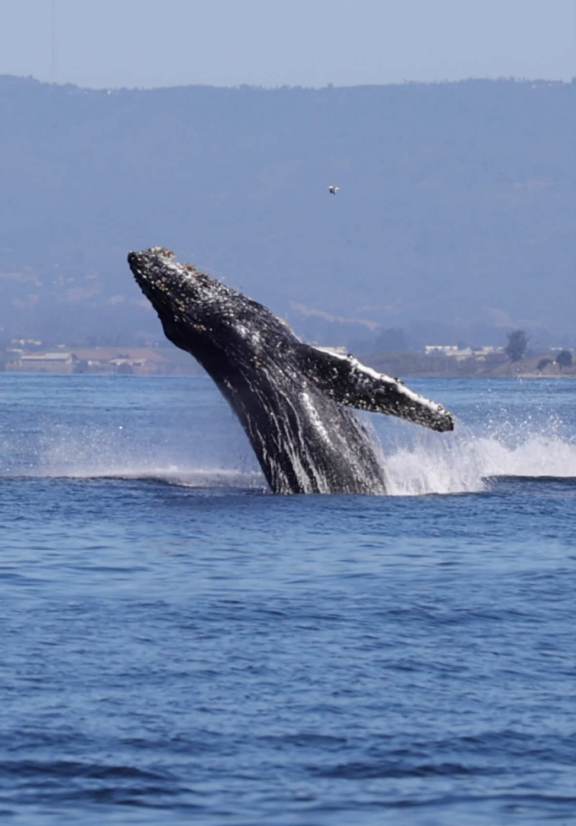 Wait for it… That counts as a double breach right?! These 2 Humpbacks flew out of the water together continuously for about 10 minutes. This behavior is for communication, knock off barnacles, digest, stretch, and is a blast to watch from low to the water. 🐳Book now using link in bio🎉 #whalewatching #whale #humpbackwhale #breach #jump #fly #low #news #media #lunges #wildlife #montereycalifornia #coast #cali #sun #fun