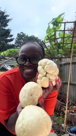 Giant chayote harvest