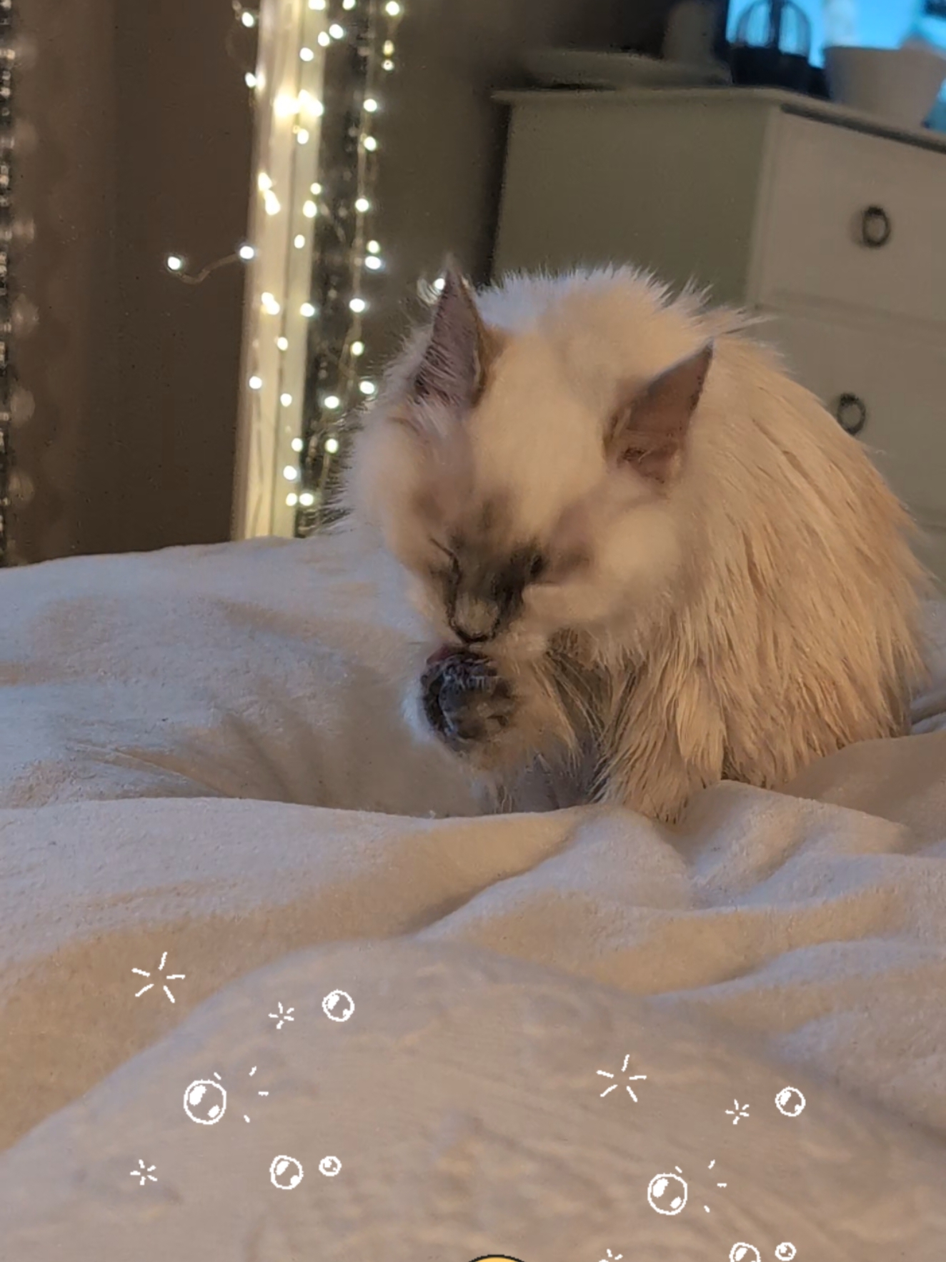 so fresh after her bath! #catbath #ragdoll #kitten #cattok #bath 