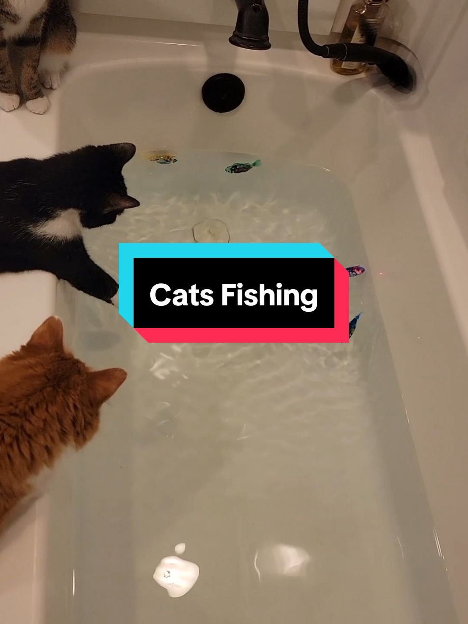 This is your sign to buy your cats bathtub toys!! This has been going on for about 45 minutes now. Hopefully no one falls in!!  #cats #cattoys #catsoftiktok #catlover #cat #cattok #catfish #fishing #fishinglife 