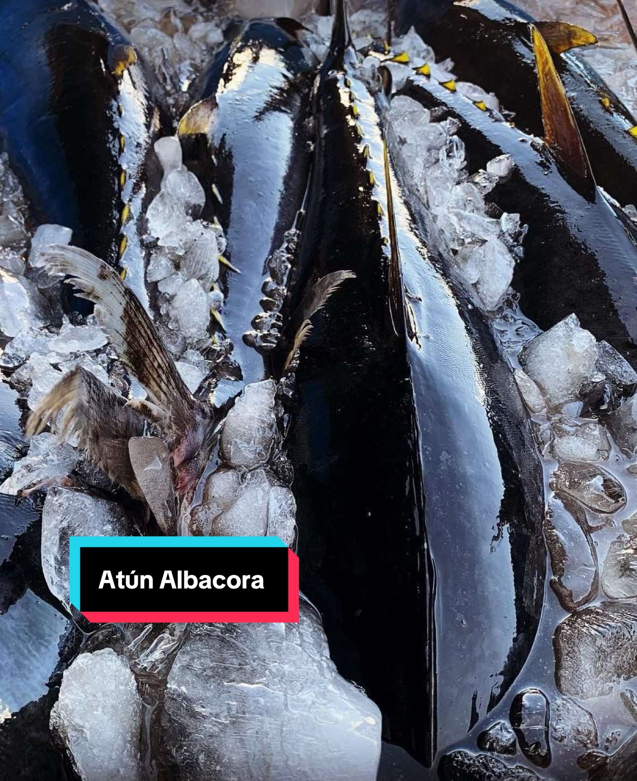 ¡Descubre el auténtico sabor del mar! El atún albacora, también conocido como atún rojo, es una de las joyas del océano. Con su carne suave y sabor delicado, es ideal para platos frescos, saludables y deliciosos. Prepáralo en sushi, ensaladas, a la parrilla... iLas posibilidades son infinitas! 🚚Envíos a nivel nacional 📞Contáctanos: 3009453118 #pescado #atun #mariscos #colombia #medellin #paratiiiiiiiiiiiiiiiiiiiiiiiiiiiiiii #foruyou 